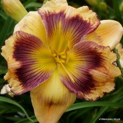 Daylily 'Believing in Design'