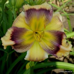 Daylily 'Believing in Design' (3)