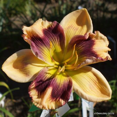 Daylily 'Believing in Design' (3)