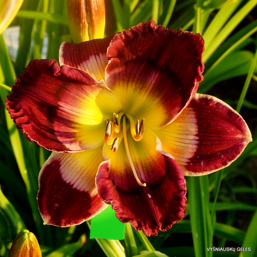 Daylily Blessed is the Man (2)