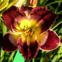 Daylily Blessed is the Man
