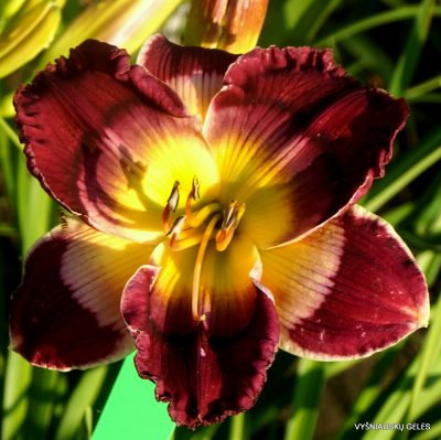 Daylily Blessed is the Man