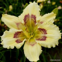Daylily Chaotic Design