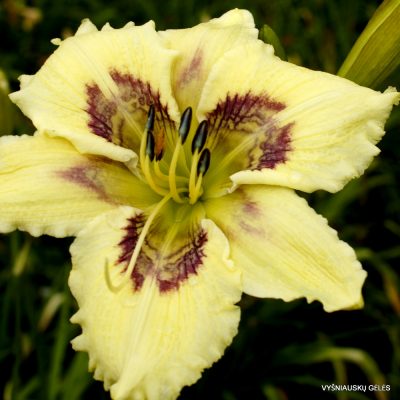 Daylily Chaotic Design