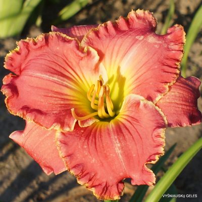 Daylily Circle of Fire Daylily Circle of Fire
