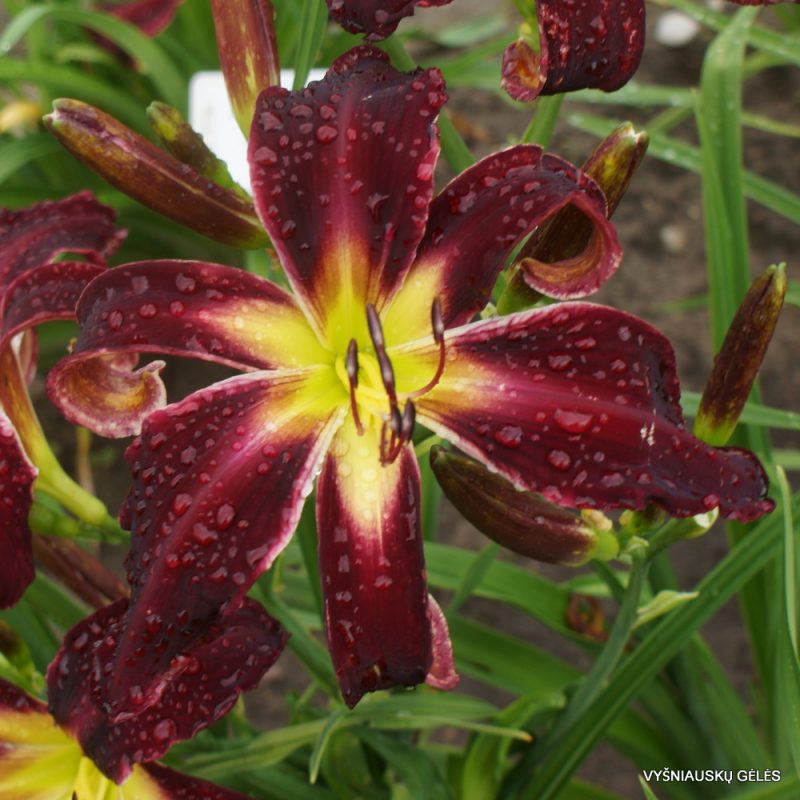 Daylily Cloud Chaser (2)