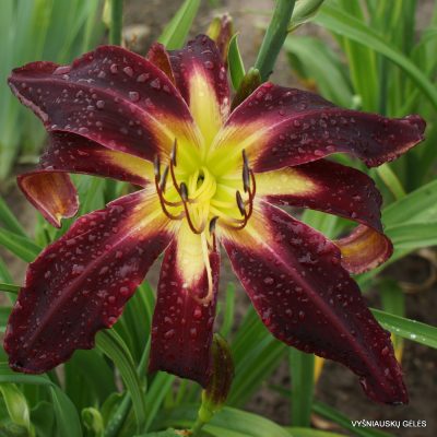 Daylily Cloud Chaser (3)