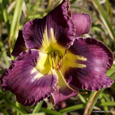 Daylily Cobraskin Necktie