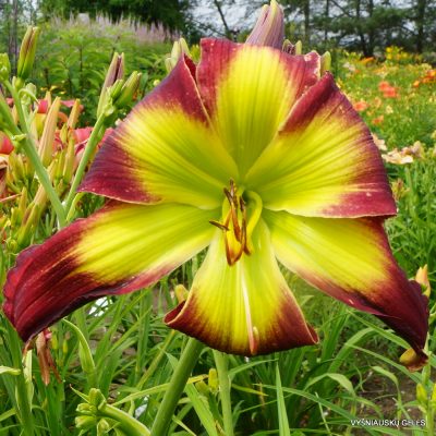 Daylily Curtis S.Noel (2)