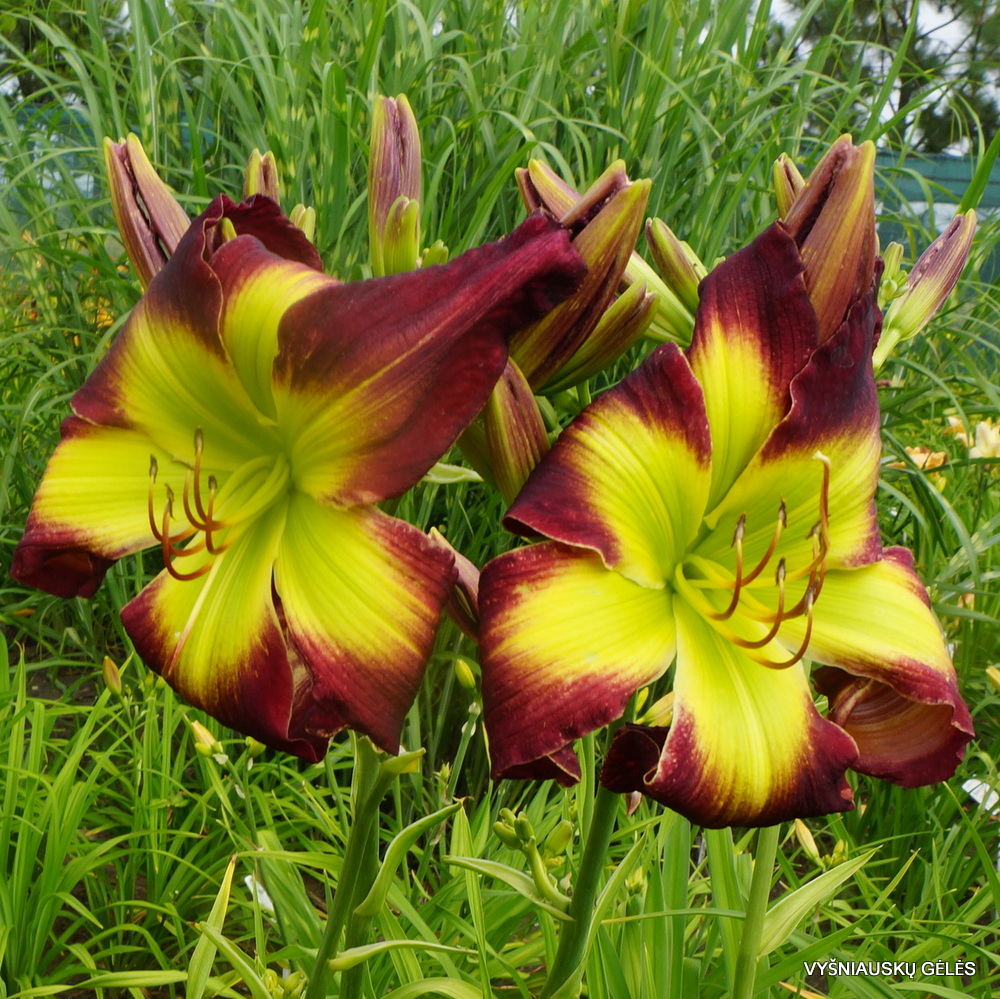 Daylily Curtis S.Noel (3)