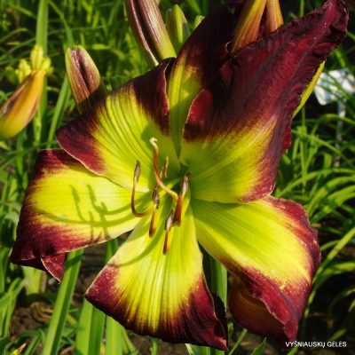 Daylily Curtis S.Noel