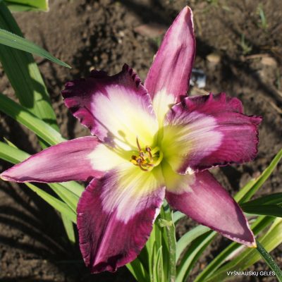Daylily Curt's Gift (3)