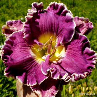 Daylily Cutting Loose