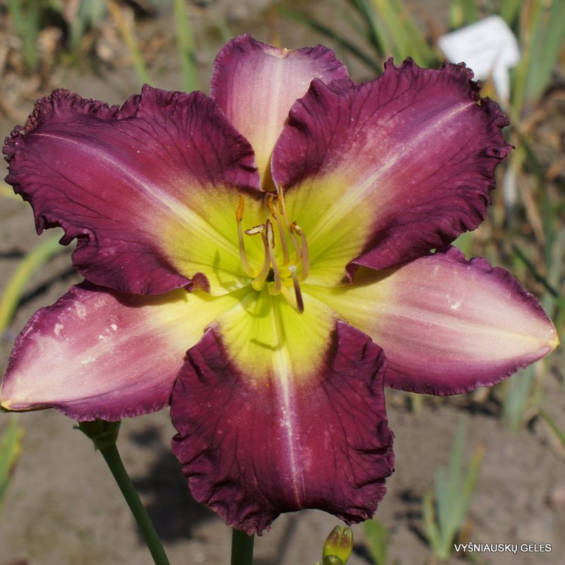 Daylily Dream Sequence (2)