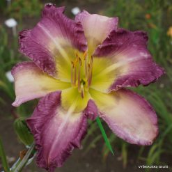 Daylily Dream Sequence