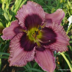 Daylily 'Haute Couture'