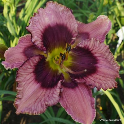 Daylily 'Haute Couture'