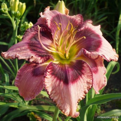 Daylily 'Haute Couture' (2)