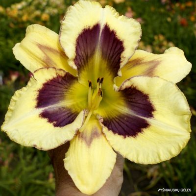 Daylily Heavenly Explosion
