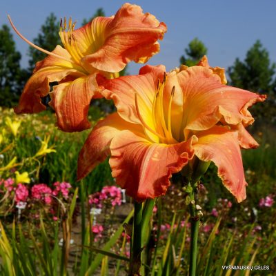 Daylily 'Lakelet Afterglow' (2)