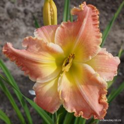 Daylily 'Lakelet Afterglow'