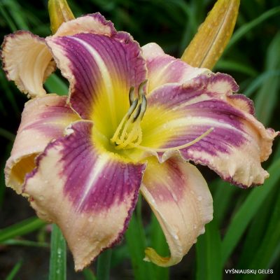 Daylily Love Song