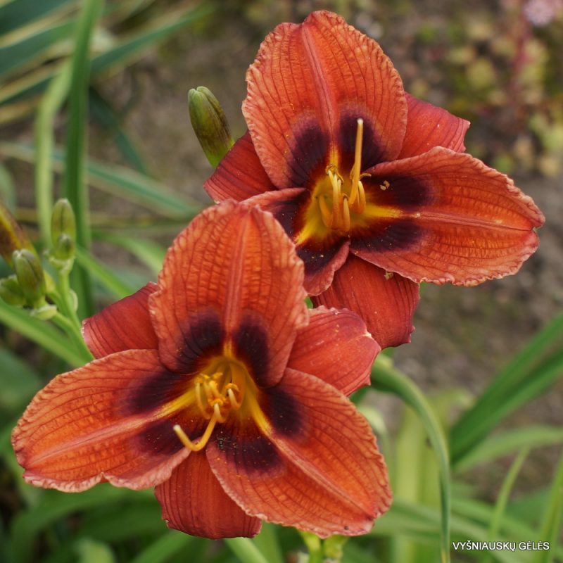 Daylily Midnight Blue Butterflies (2)