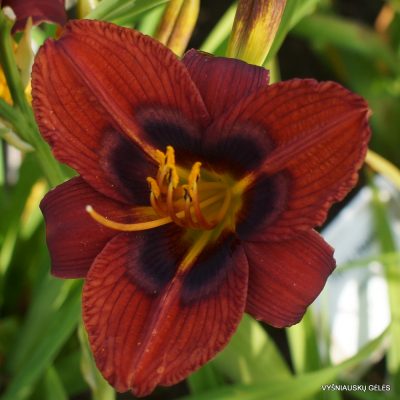 Daylily Midnight Blue Butterflies (3)
