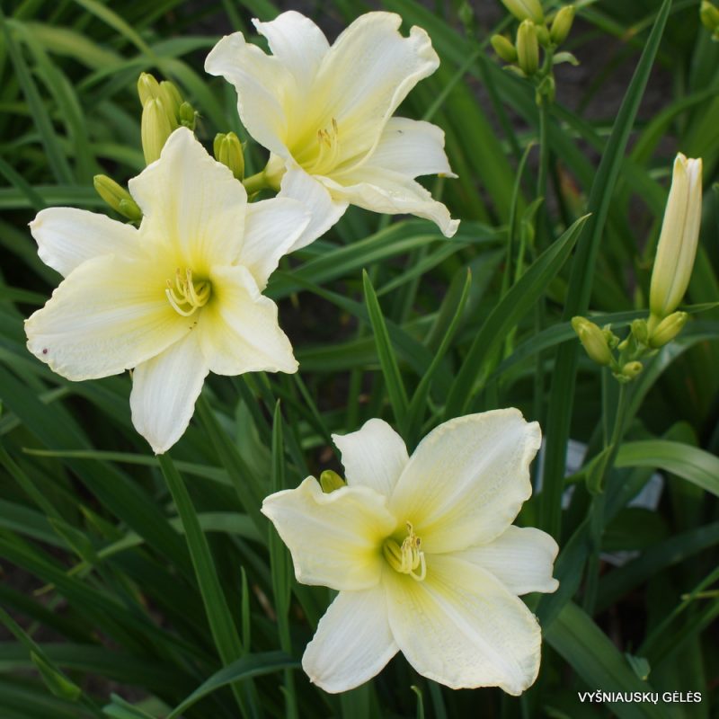 Daylily Moment Of Truth (2)