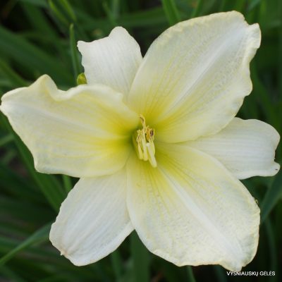 Daylily Moment Of Truth