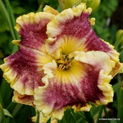 Daylily Orchid Linen (2)