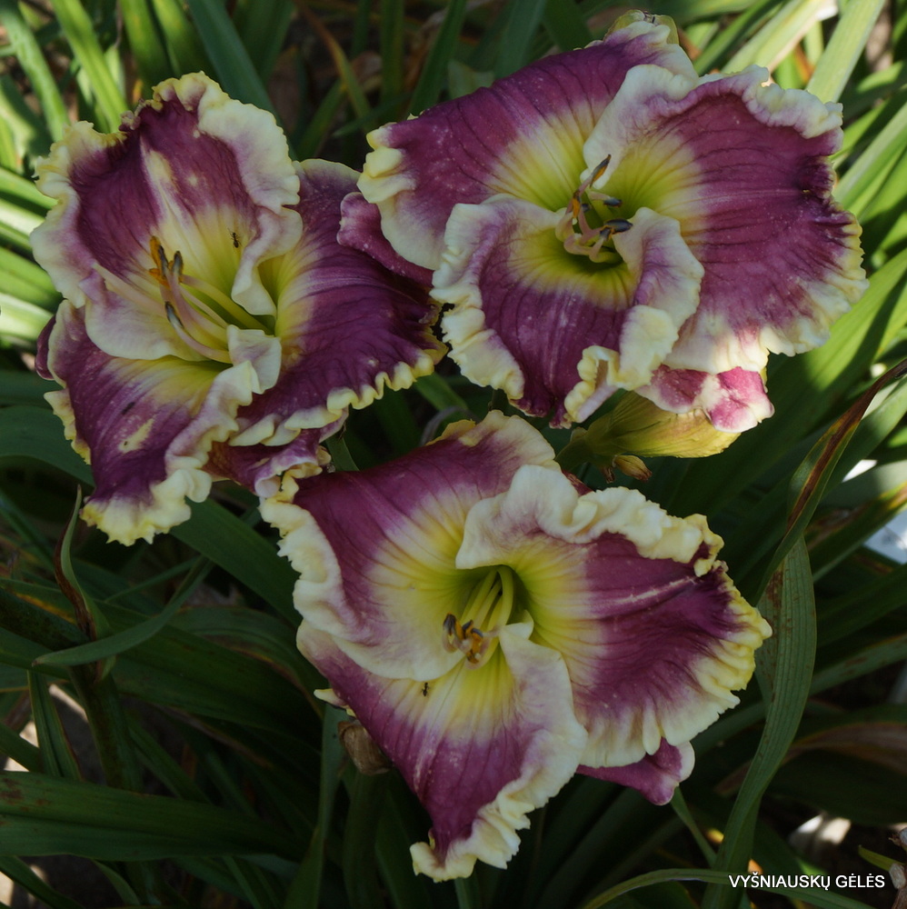 Daylily Orchid Linen (3)