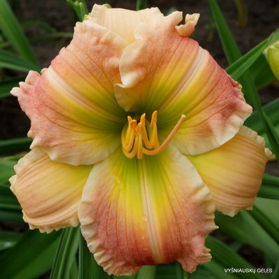 Daylily Paul Sain‘s Prize (2)