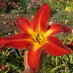 Daylily Point of View