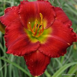 Daylily Red Hot Lover