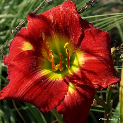 Daylily Red Hot Lover (2)