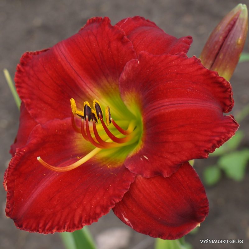 Daylily Red Hot Lover (2)