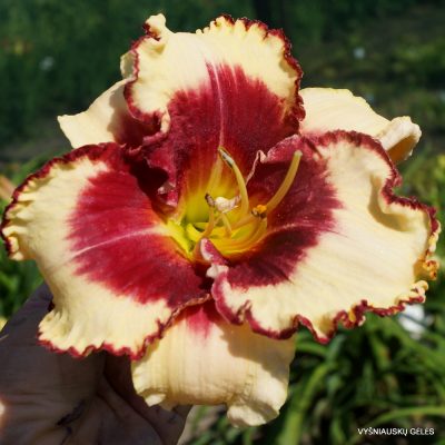 Daylily Remembered Kisses