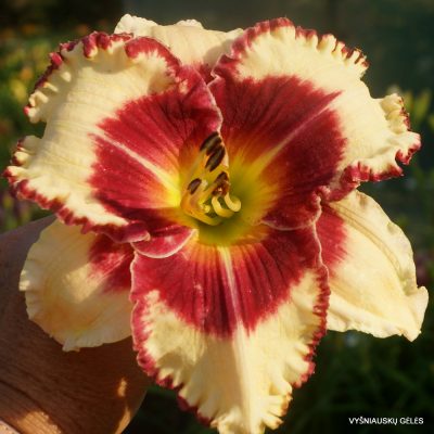 Daylily Remembered Kisses (2)