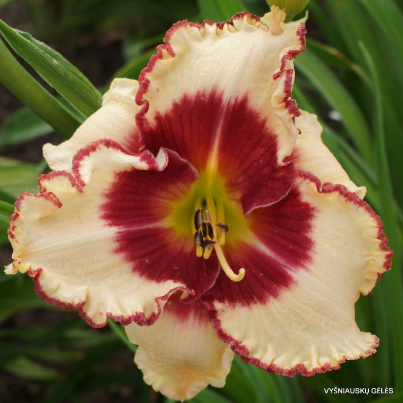Daylily Remembered Kisses (2)
