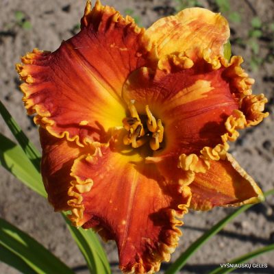 Daylily Sea of Cinders