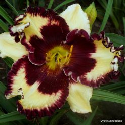 Daylily Simply Leaves Me Breathless