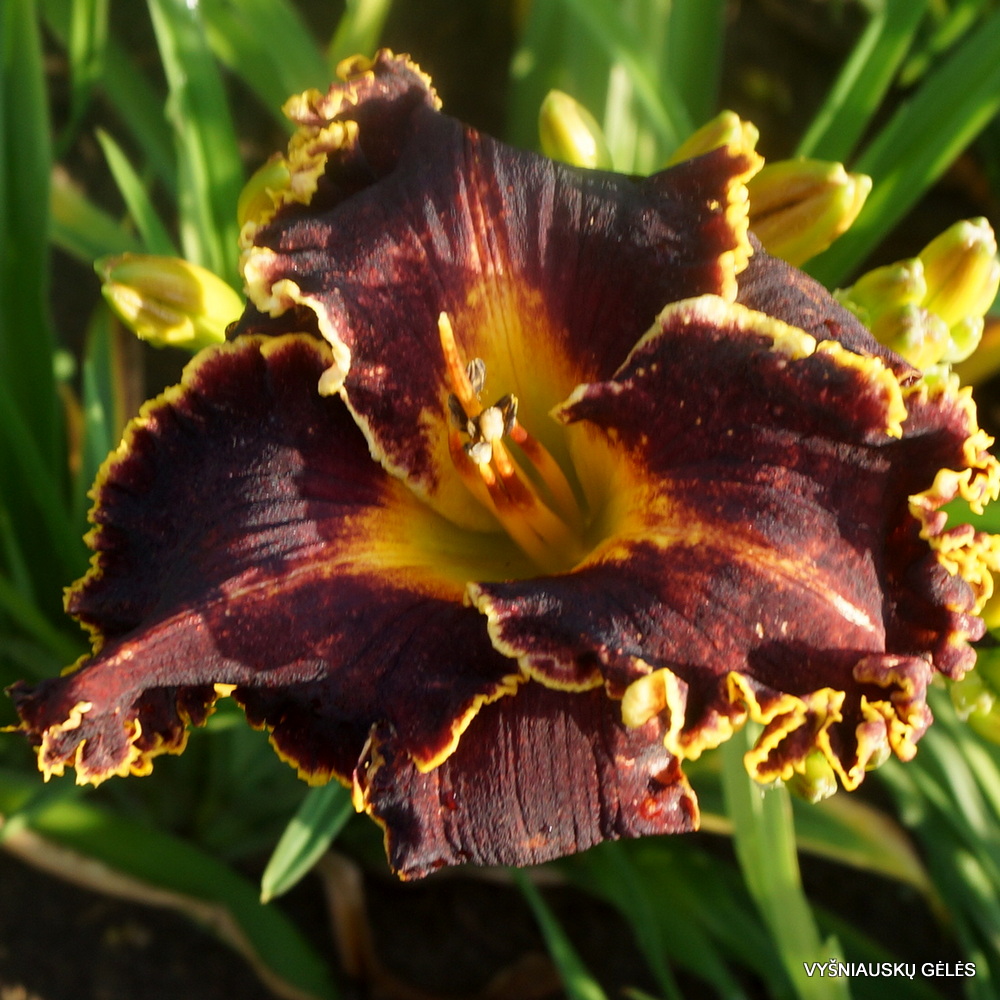 Daylily Spacecoast Hollywood Knights (3)