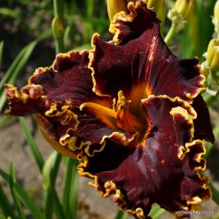 Daylily Spacecoast Hollywood Knights