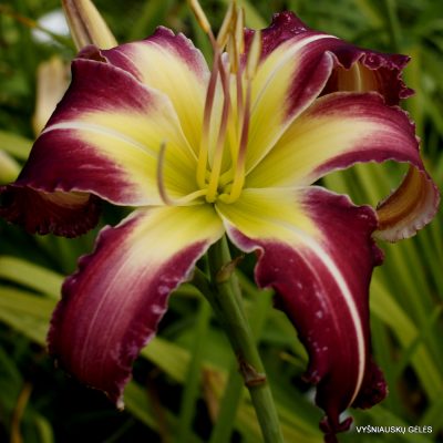 Daylily Starring Attraction