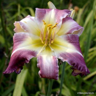 Daylily Starring Attraction