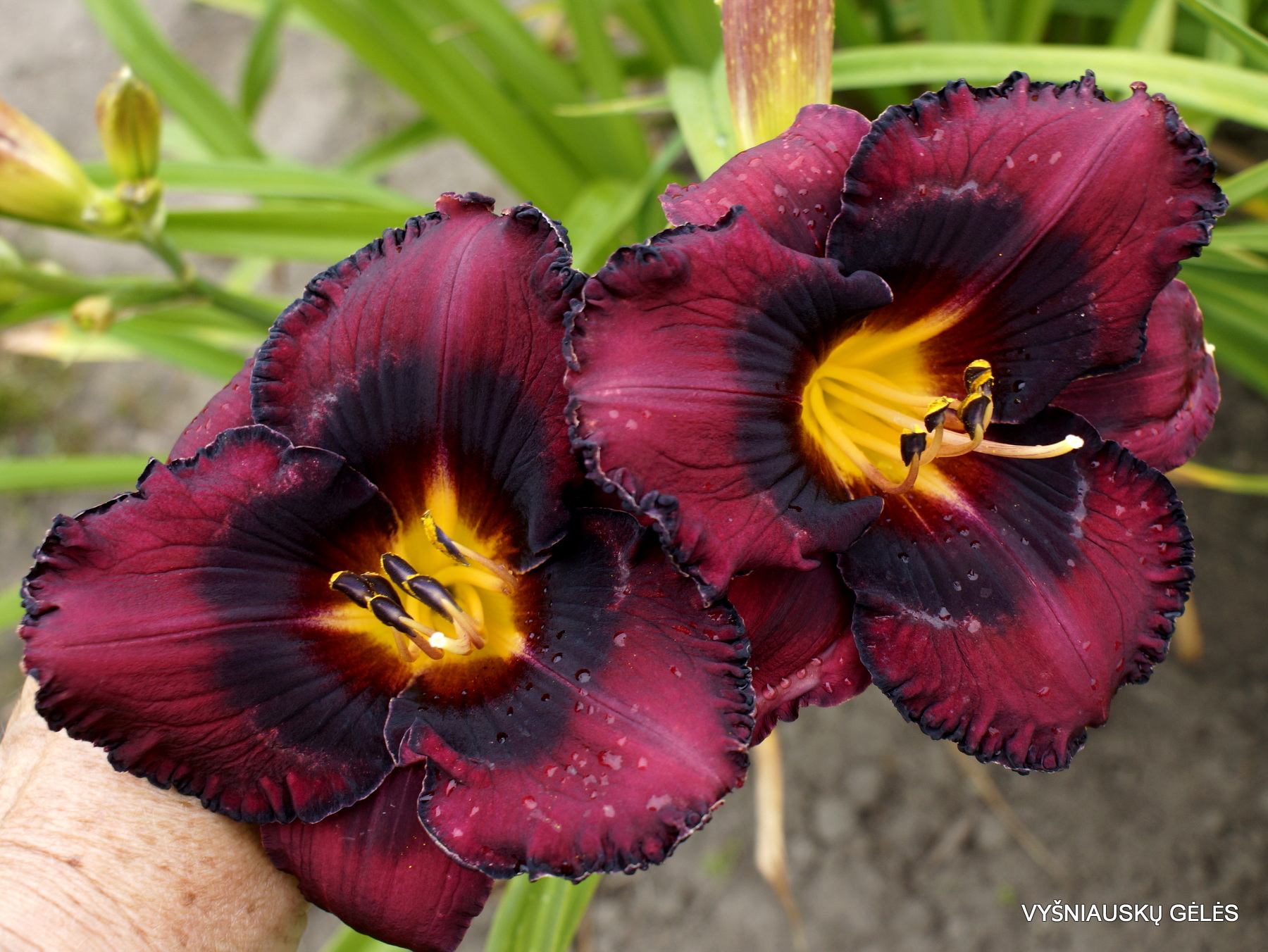 Daylily Strawberries and Chocolate (2)