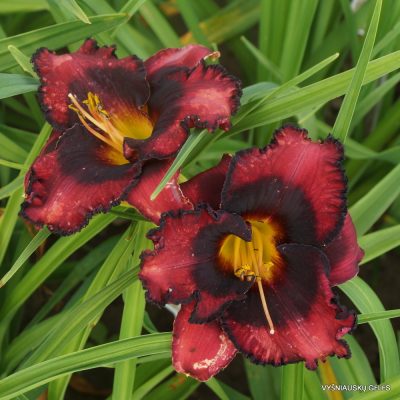 Daylily Strawberries and Chocolate (3) Daylily Strawberries and Chocolate (3)