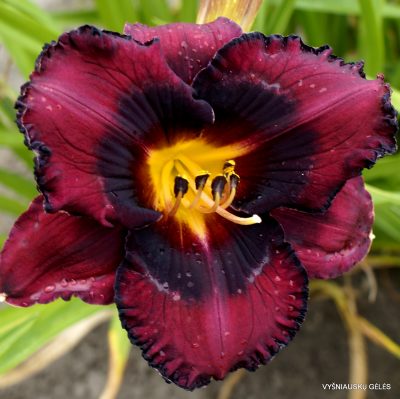 Daylily Strawberries and Chocolate Daylily Strawberries and Chocolate
