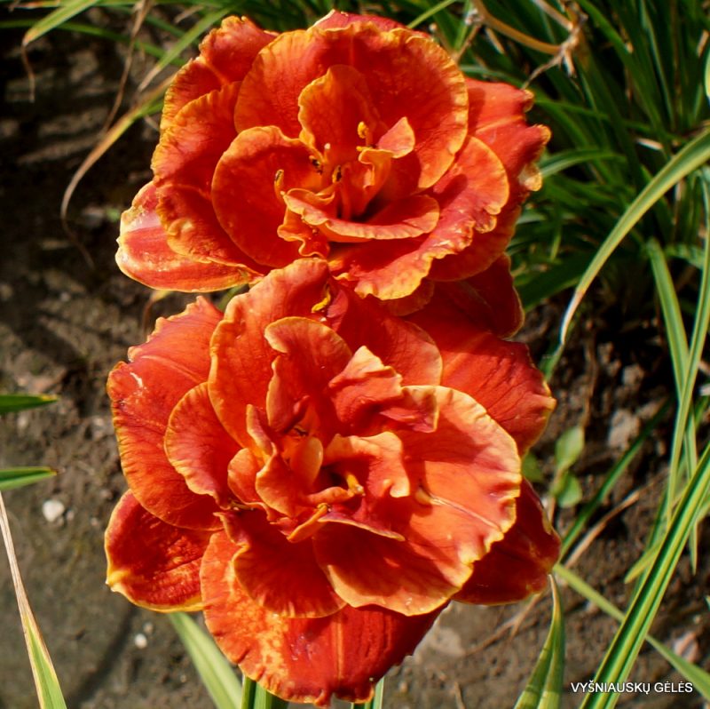 Daylily Sultan (2)